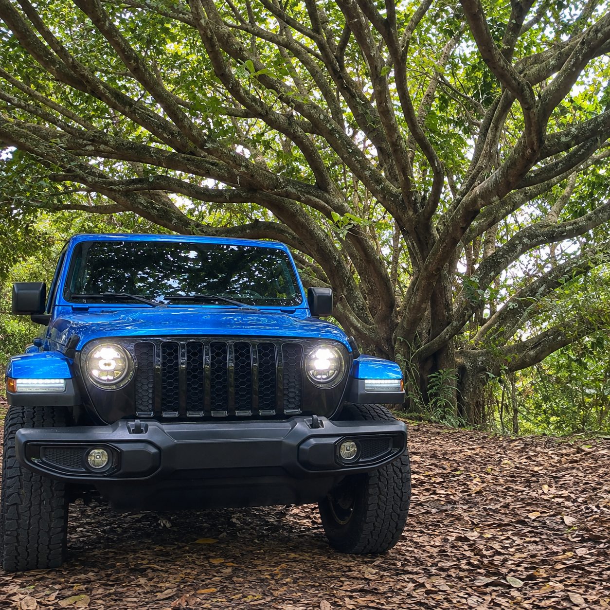 Blue Jeep parked under a large shade tree on a country road in Puerto Rico
